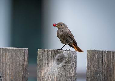 Bird on Fence with Red Berry
