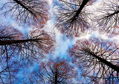 Bare Trees Against Blue Sky