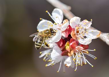 Bee on Blossom