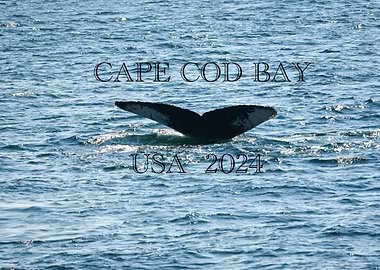 Whale Tail in Cape Cod Bay
