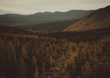 Autumn Forest Landscape