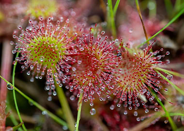 Sundew Plant Macro