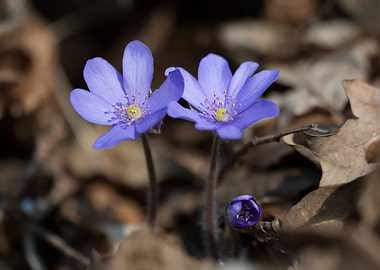 Delicate Blue Flowers