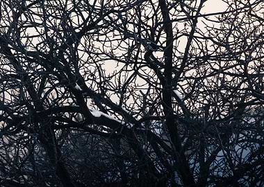 Winter Intricate Branches