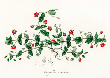 Anagallis arvensis Illustration