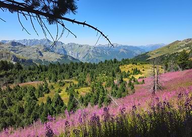 Mountain Meadow Landscape