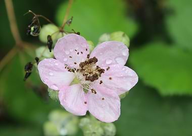 Pink Flower with Dew Drops