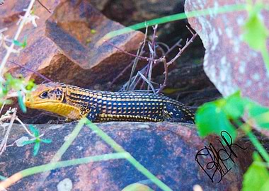 Yellow-Striped Lizard