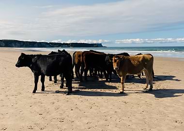 Whitepark Bay cows
