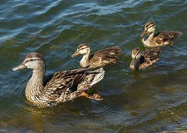 Duck Family Swimming