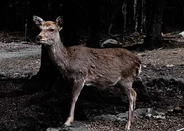 Deer in Nara