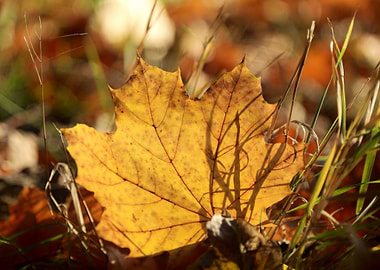 Autumn Leaf Close-Up
