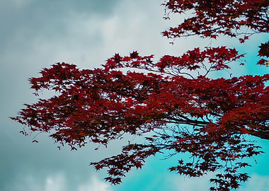 Autumn Maple Tree