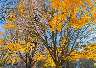 Autumn Trees in City