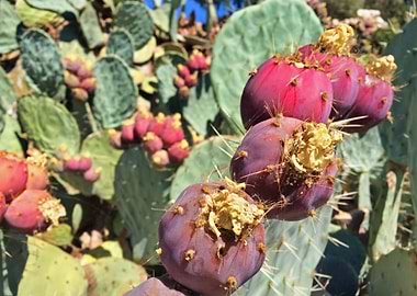 Prickly Pear Cactus Fruit