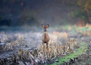 Doe in a Corn Field