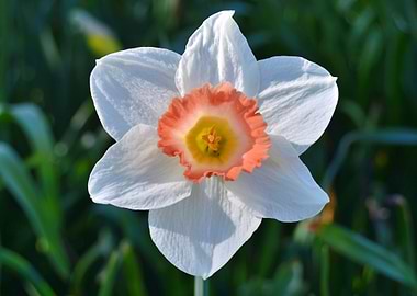 White and Peach Daffodil