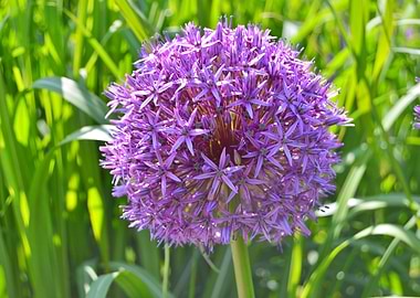 Purple Allium Flower