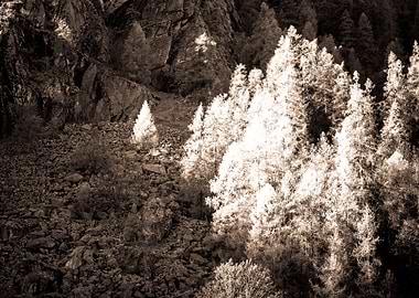 Sepia Forest Landscape