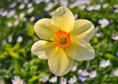 Yellow Daffodil Flower