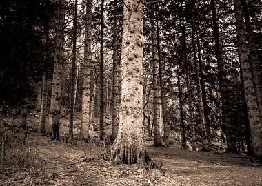Forest Trees Sepia Tone