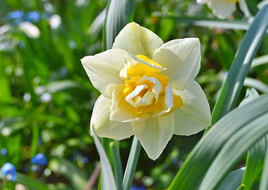 White and Yellow Daffodil