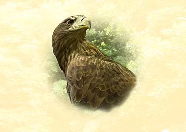 Eagle Portrait