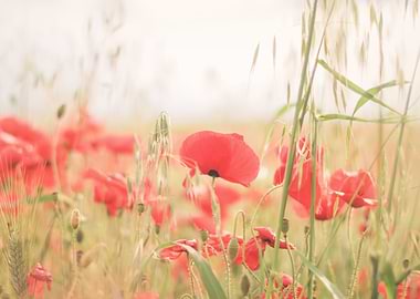 Puglia, Italy I Photography of a boho field of poppies in a wildly beautiful nature national park of red flowers in the heart of the Italian countryside to experience la dolce vita in Tuscany