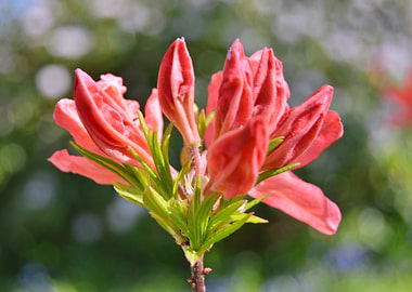 Pink Azalea Flower Buds