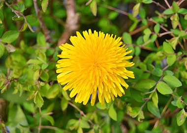 Yellow Dandelion Flower