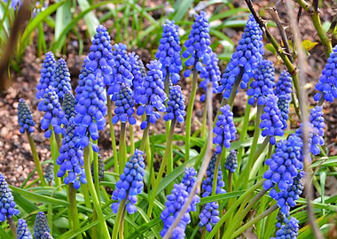 Blue Grape Hyacinth Flowers