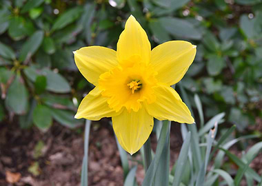 Yellow Daffodil Flower