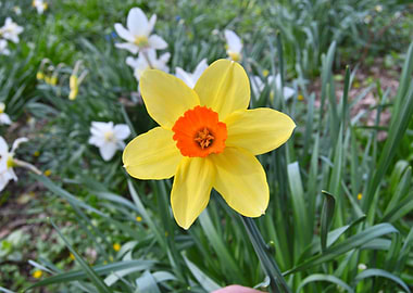 Yellow Daffodil with Orange Center