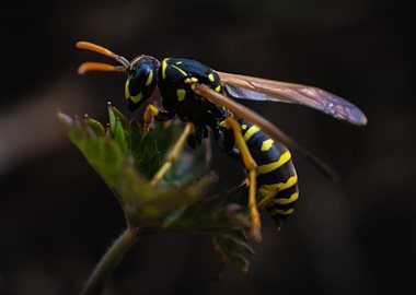 Yellowjacket Wasp on Leaf