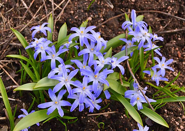 Blue Spring Flowers