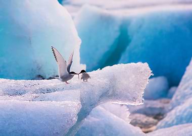 Arctic Terns on Iceberg