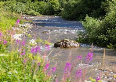 River Avisio Flowing Through Forest - Val di Fassa - Italy