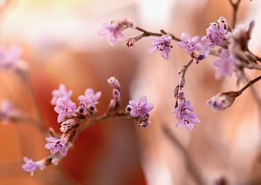 Delicate Purple Flowers