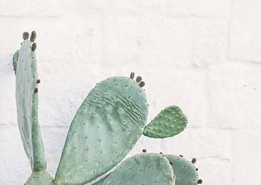 Puglia, Italy I Cactus Angel wings wild boho green in front of white wall with Italian architecture with minimalist geometric travel photography in retro vintage summer pastel dolce vita aesthetic