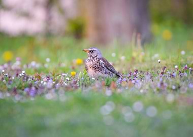 Bird in a Meadow
