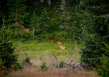 Deer in Forest Clearing