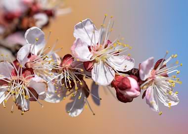 Peach Blossom Close-Up