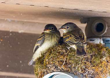Two Flycatchers in a Nest