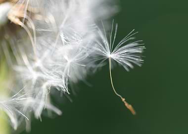 Dandelion Seed Close-Up