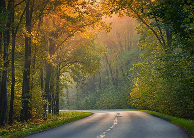 Autumn Road Through Forest, Poland