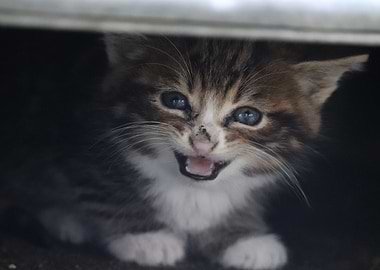 Kitten with Big Blue Eyes