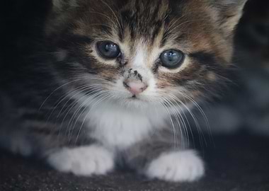 Cute Kitten Close-Up