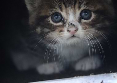 Cute Kitten with Blue Eyes