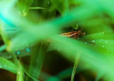 Grasshopper in Dewy Grass
