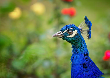 Peacock Portrait